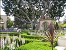 Flowers and Tree in Balboa Park